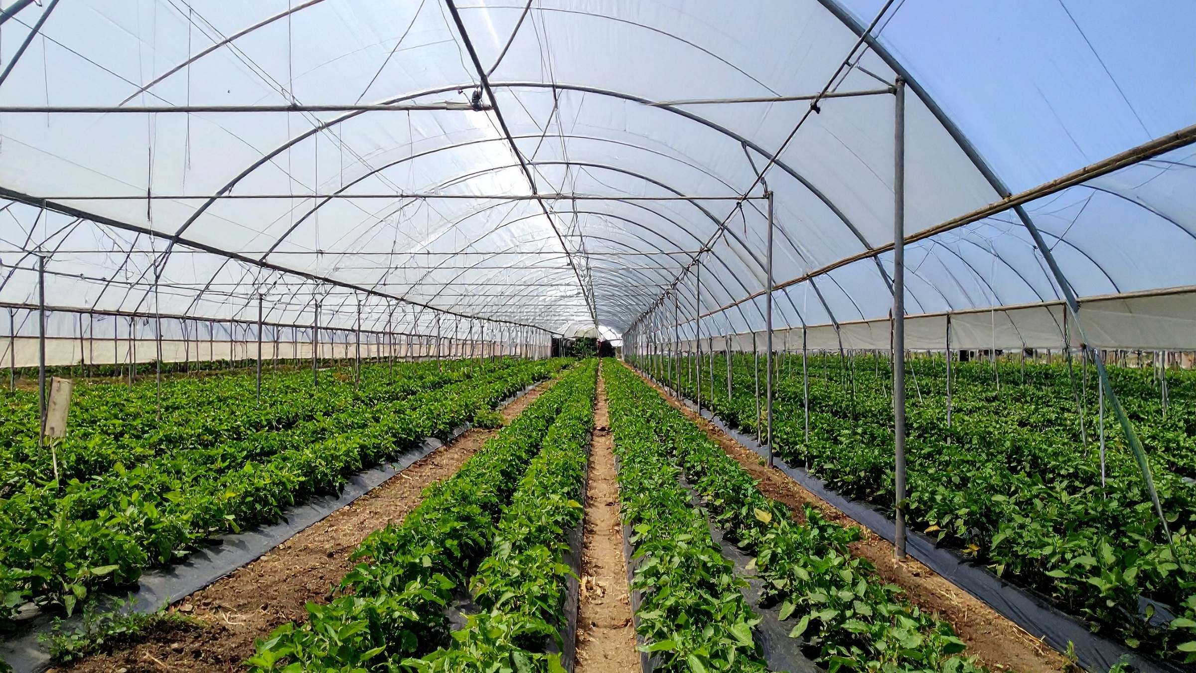 Түркістанда құны 42 млрд теңге болатын өнеркәсіптік жылыжай кешені іске қосылады