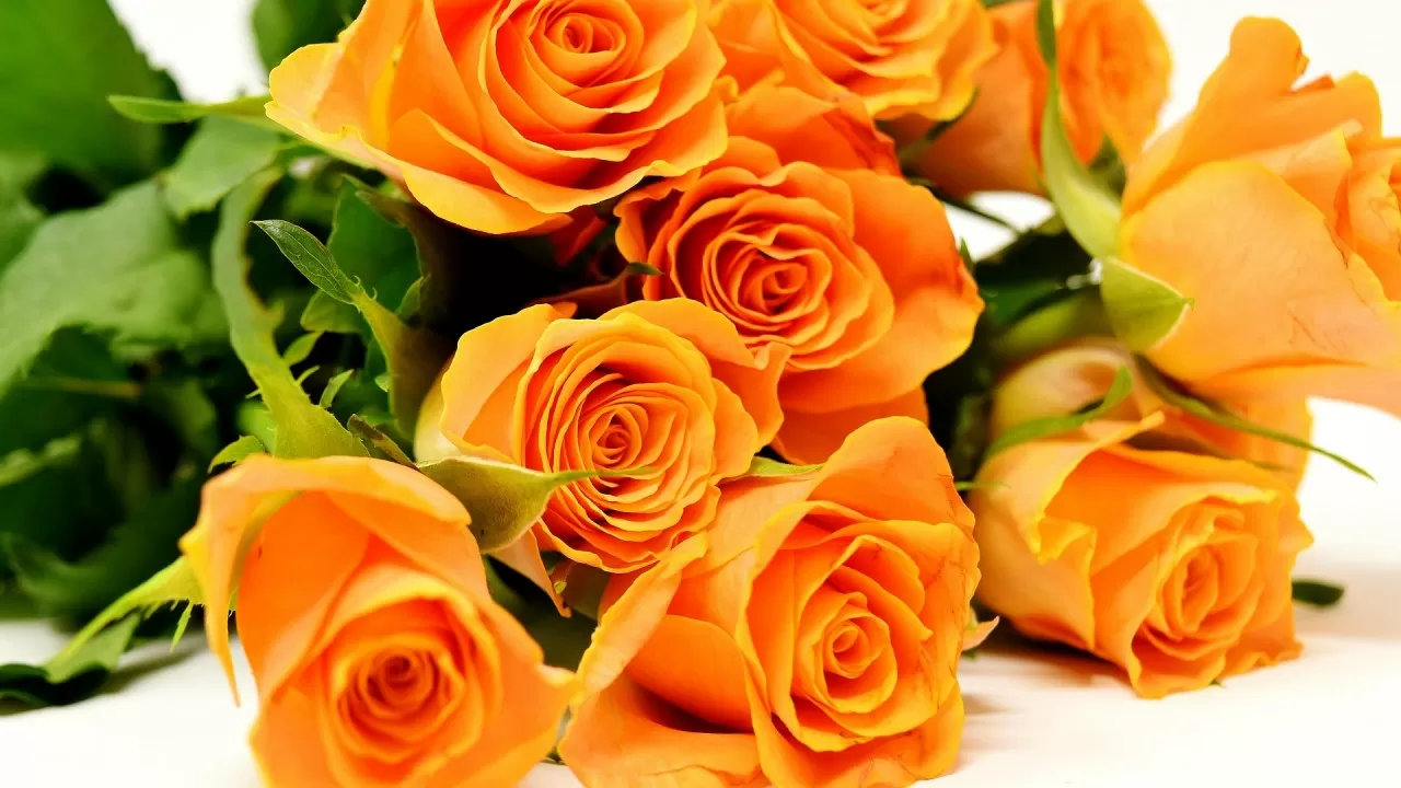 В партии роз из Эквадора нашли опасного вредителя 