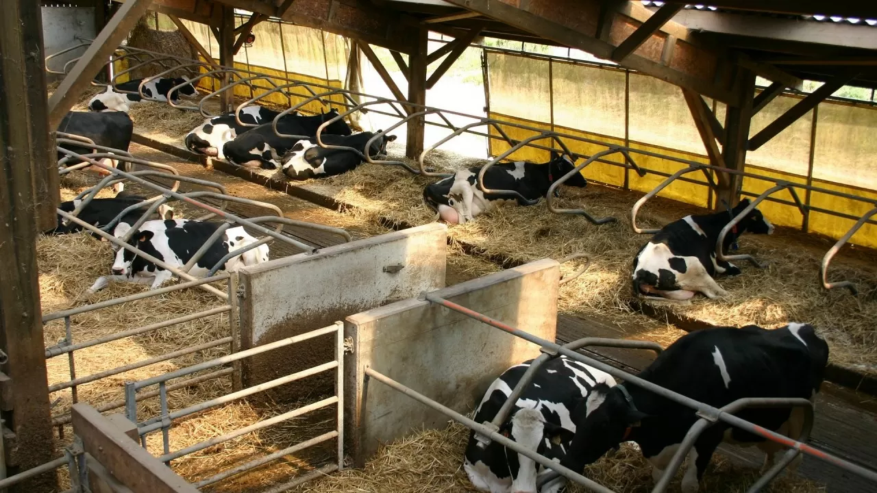 Правительство РК утвердило план развития животноводства до 2030 года 