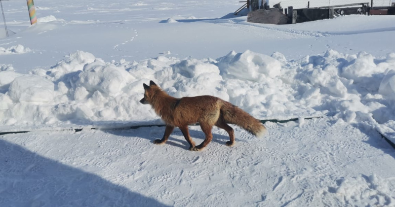 Зайсанда ірі қара мал арасында құтыру ауруы тіркелді