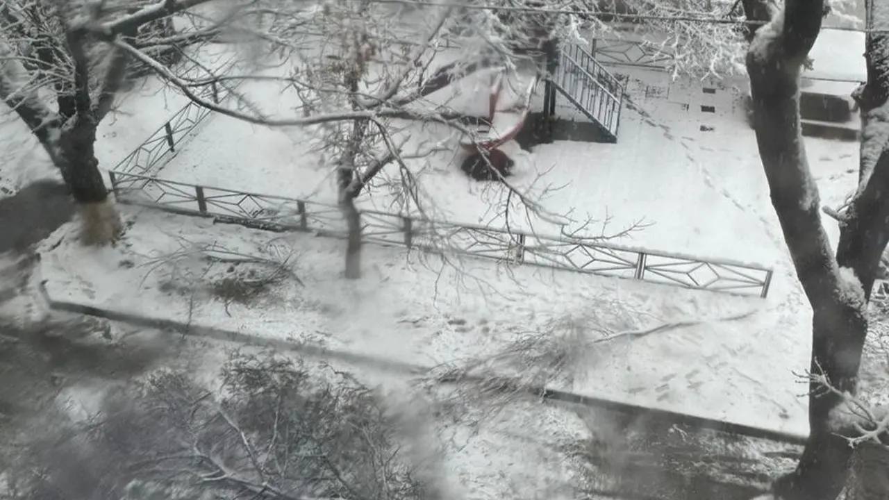 Шымкентте 10 жасар баланың үстіне ағаш құлап, қайтыс болды