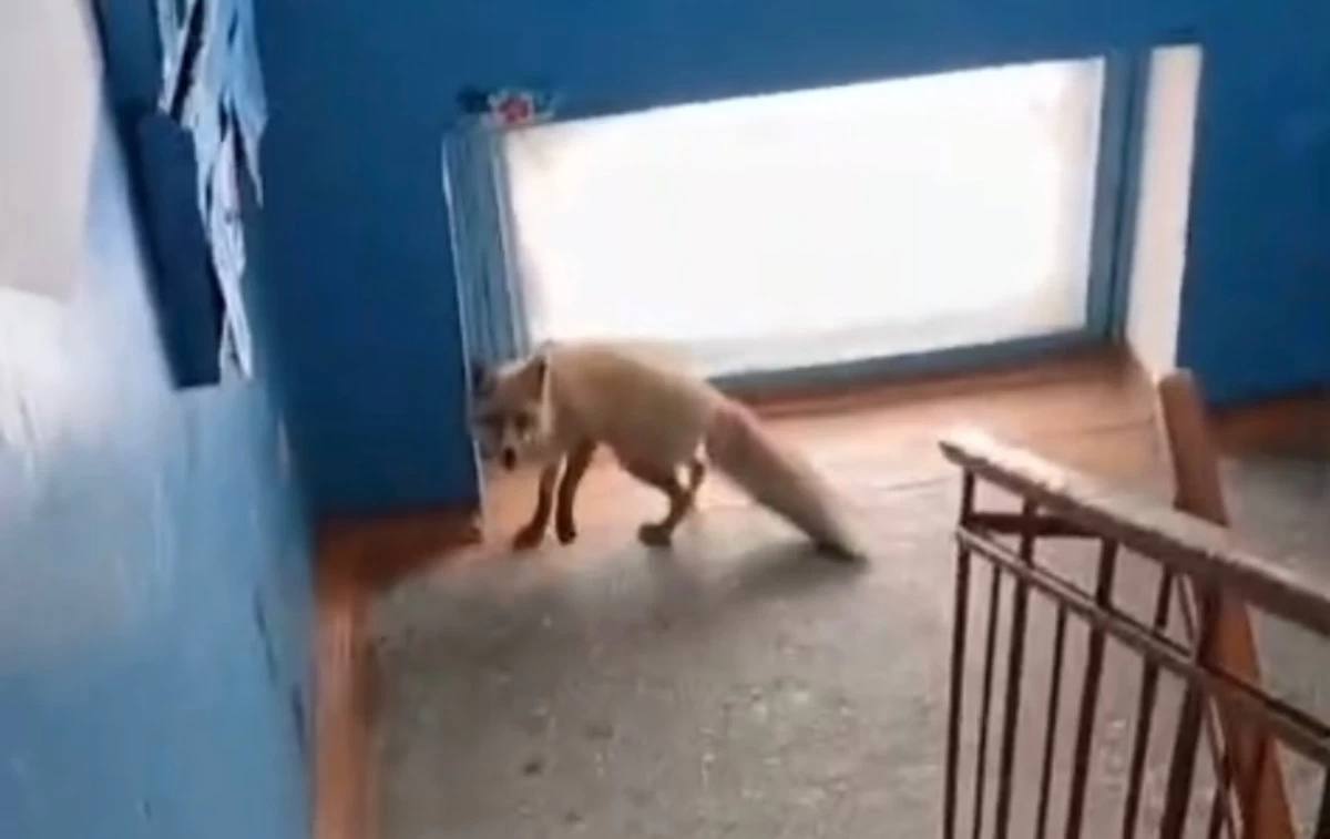 Рудныйда жабайы түлкіні арнайы қызмет өкілдері өлтіріп алды