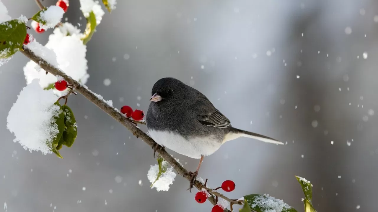 Зима не сдается: антициклон удерживает морозы в Казахстане