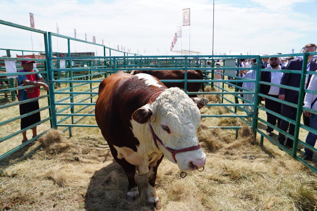 Қазақстанда былтыр жалпы ет өндірісі 1,2 млн тоннаға жеткен