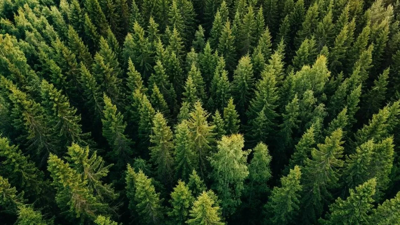 ШҚО-да орман шаруашылығы 10 жылға жалға беріледі