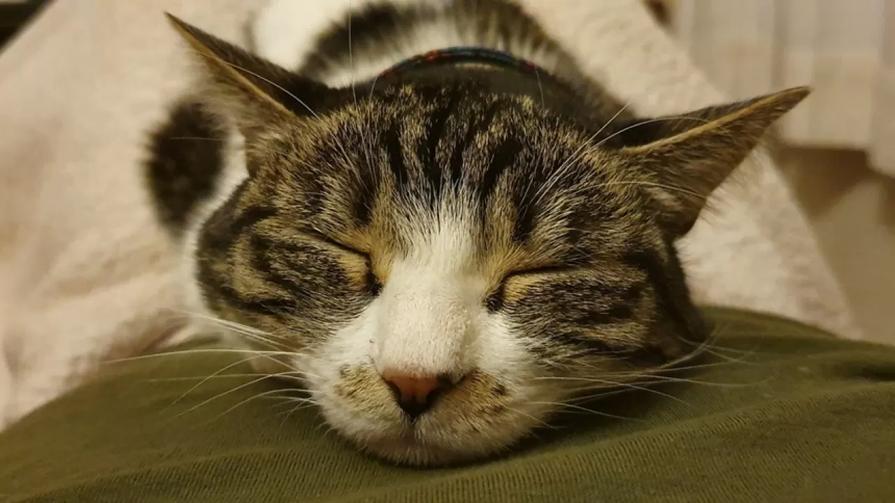 Специалисты назвали плюсы и минусы совместного сна с кошками 