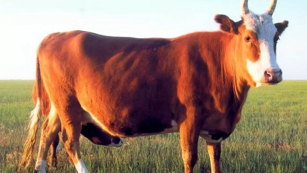 Коров новой породы завезли фермерам Акмолинской области 