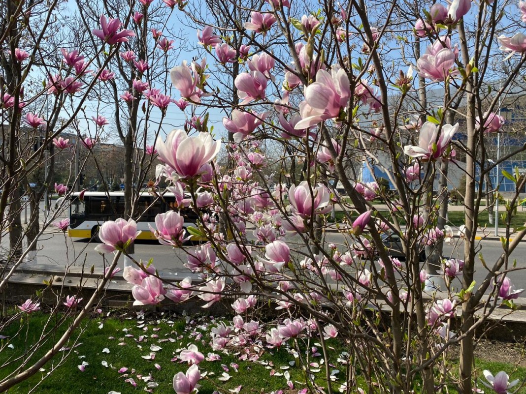 Шымкентте қала көшелеріне 4 млн гүл егіледі
