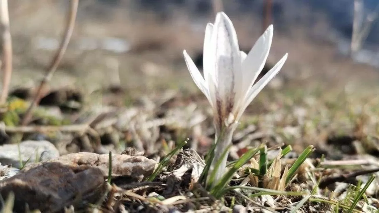 Первые подснежники появились в Казахстане 