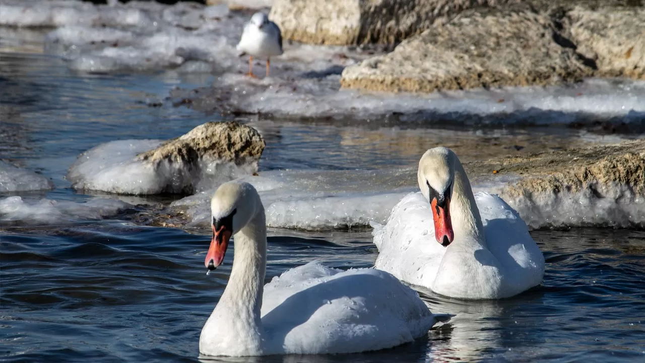 Ақтауға аққулар ұшып келді