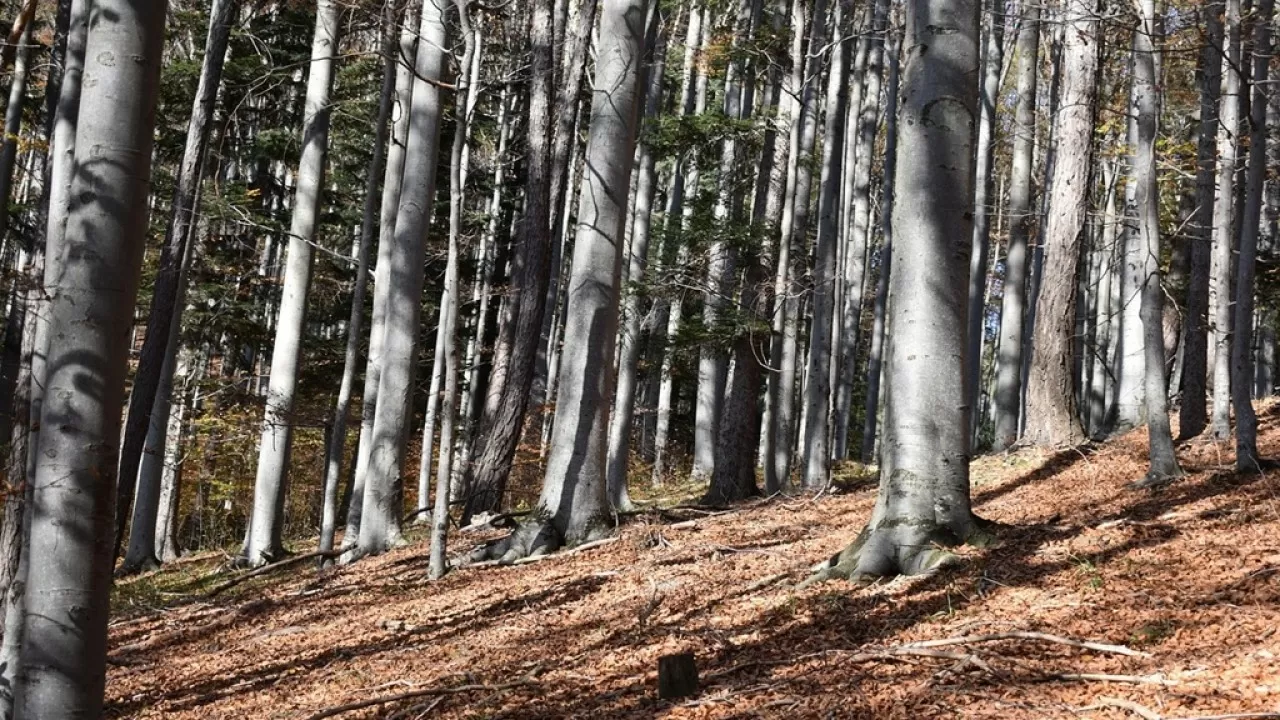 Лес грабят: недостатки в контроле привели к вырубке деревьев в Казахстане