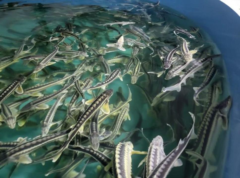 Аквамәдениетті дамытуға арналған ақпараттық жүйе енгізіледі