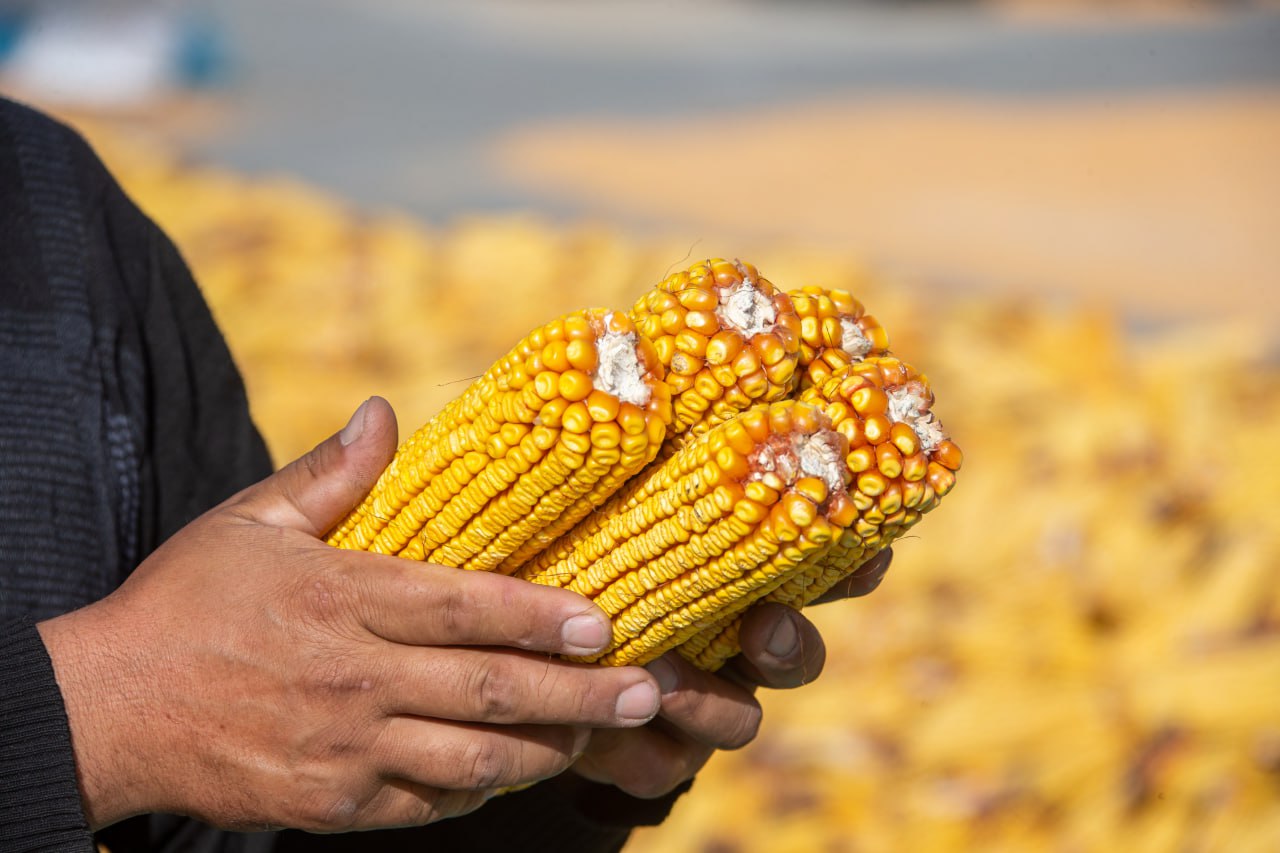 Елімізде агроөнеркәсіп кешеніндегі терең өңдеу жобалары жүзеге асуда
