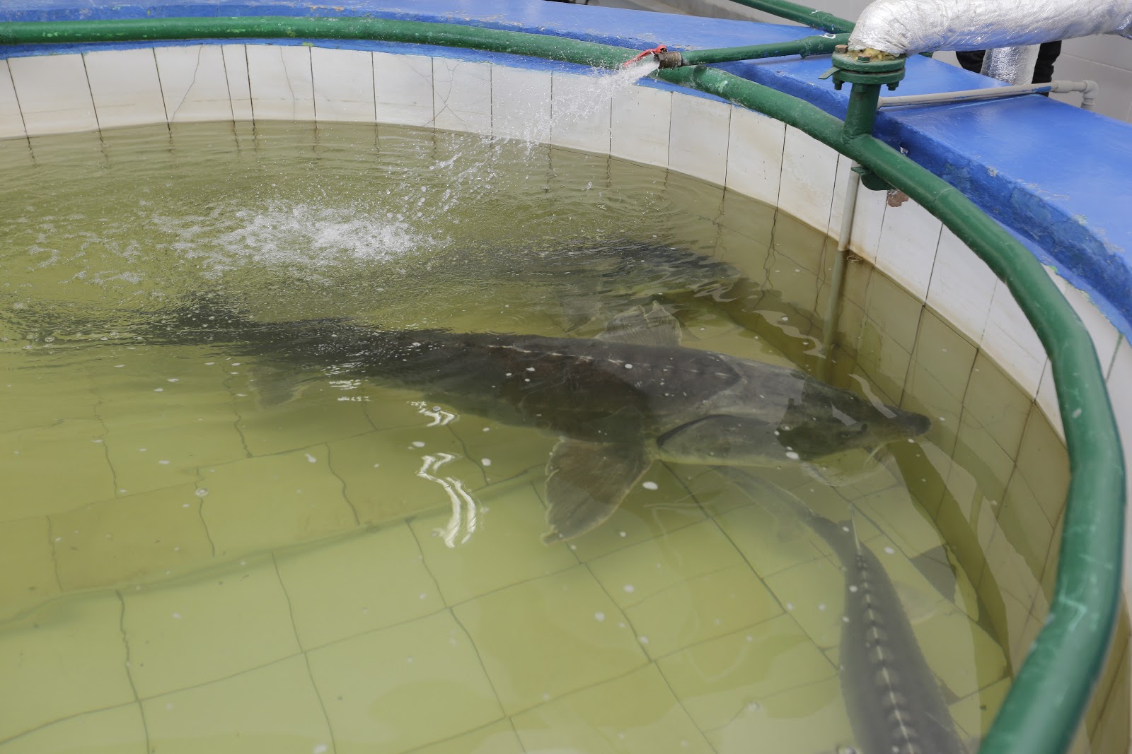 Қостанайда балық шаруашылығына бөлінген 66 млн теңге субсидия заңсыз деп танылды