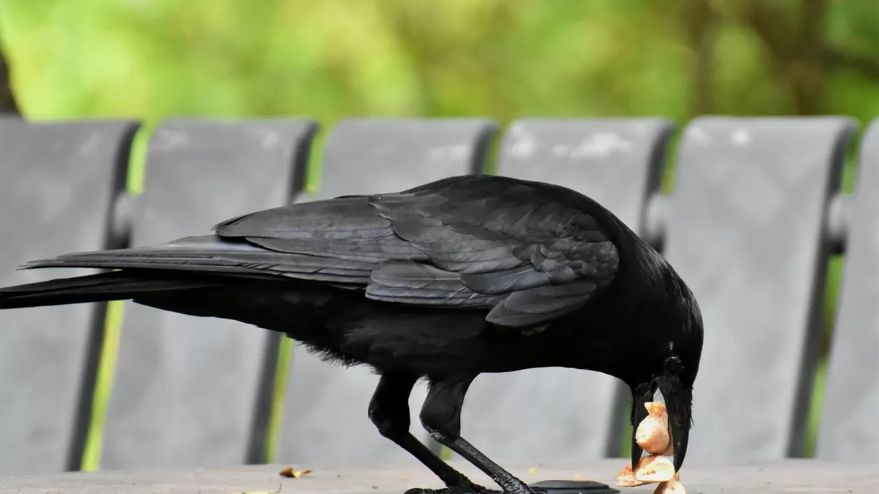 Странная "эпидемия" в Гамбурге раскрыта 