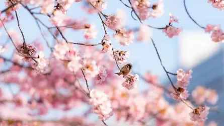 В марте казахстанцы отдохнут дольше обычного 