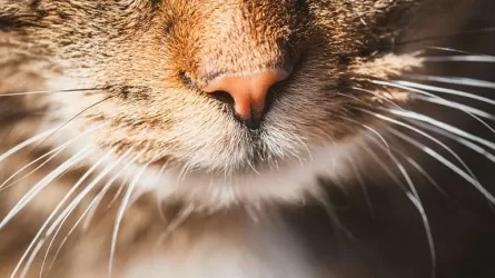 Как кошки превратились в экономический актив Таиланда на 11,8 млрд долларов 