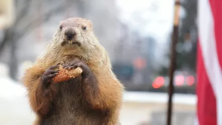 Американский сурок Фил предсказал долгую зиму