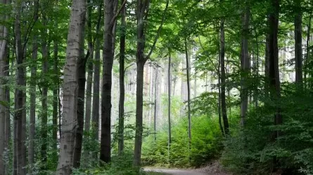 Вырубки, скрытый пожар и миллионный ущерб вскрыла проверка лесхоза на севере Казахстана