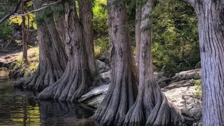 Кипарисы раскрыли тайну древнего похолодания 