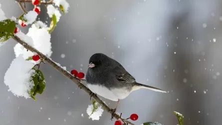Сильные морозы, снег и гололед: погода в городах Казахстана на три дня