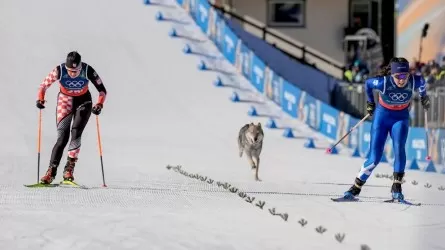 "Я решила, что это волк": в разгар гонки на Олимпиаде-2026 произошел курьез 