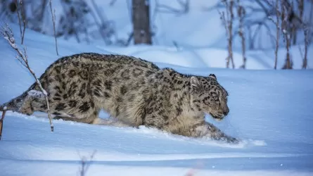 Іле Алатауындағы қар барысы спутник арқылы бақылауға алынды