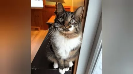 Кота с "жирафьей" шеей прославили в сети