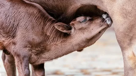 Животноводство РК тормозят хаос и теневая поддержка - Токаев 