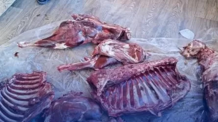 За что старший егерь попал под следствие в Акмолинской области 