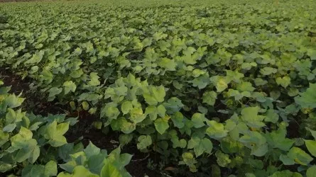 В Кыргызстане запрещают импорт плодовых растений