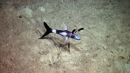 Ученые показали рыбу, живущую на ходулях 