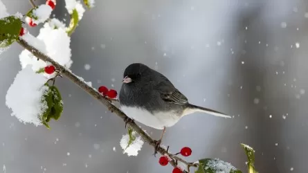 Зима не сдается: антициклон удерживает морозы в Казахстане