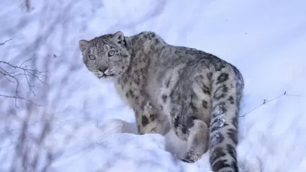 Снежного барса под Алматы взяли под спутниковый контроль 