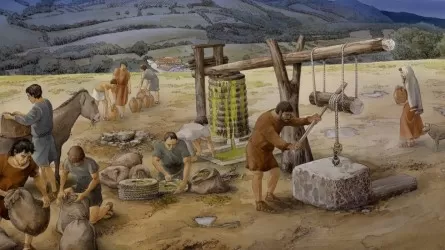 Археологи переписали историю оливок в Италии 