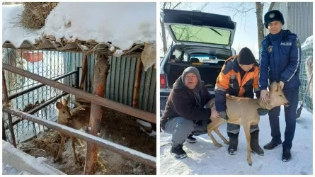 Семейде үй ауласынан сібір елігі табылды