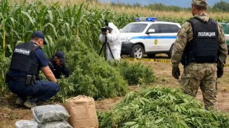 Как с куста: суд вынес приговор за выращивание каннабиса 