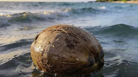 Как кокос покоряет новые берега 