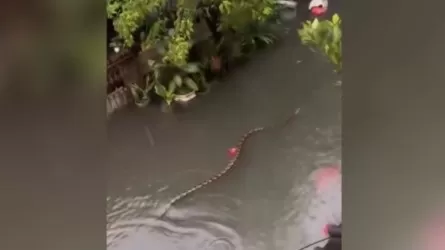 Туристов на Бали предупредили о пятиметровых питонах на улицах