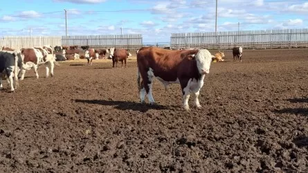 Скот останется в стране: Кыргызстан хочет продлить экспортные ограничения