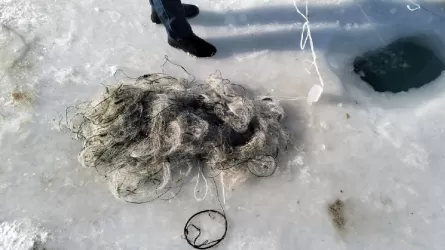 На Алаколе изъяли сотни метров незаконных сетей 