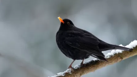 Казахстан выбрал птицу 2026 года 