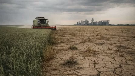 Над Казахстаном нависла угроза утраты статуса аграрной державы