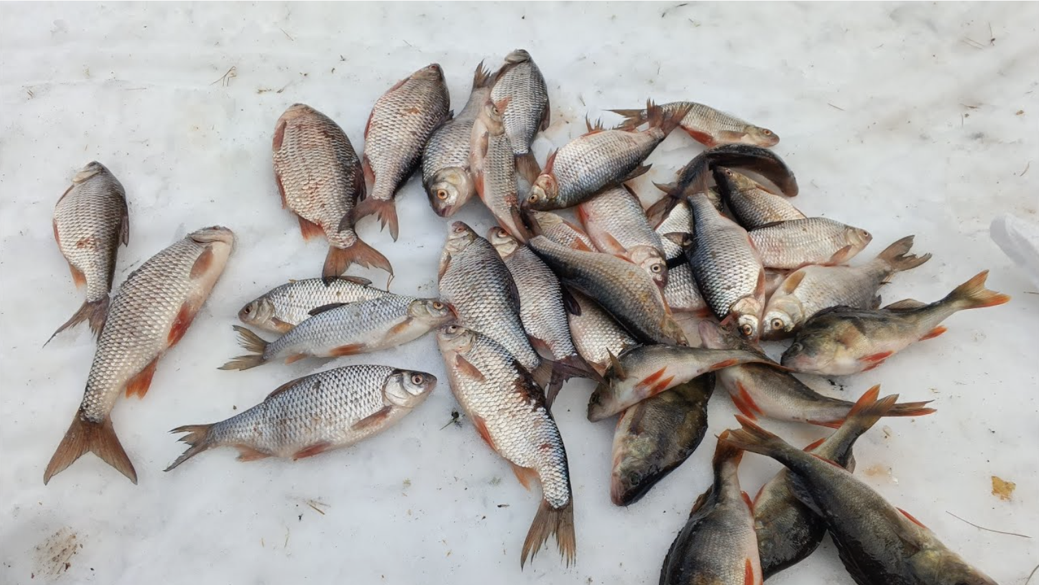 Ақмола облысында балықтардың жаппай қырылуы жұртты алаңдатты