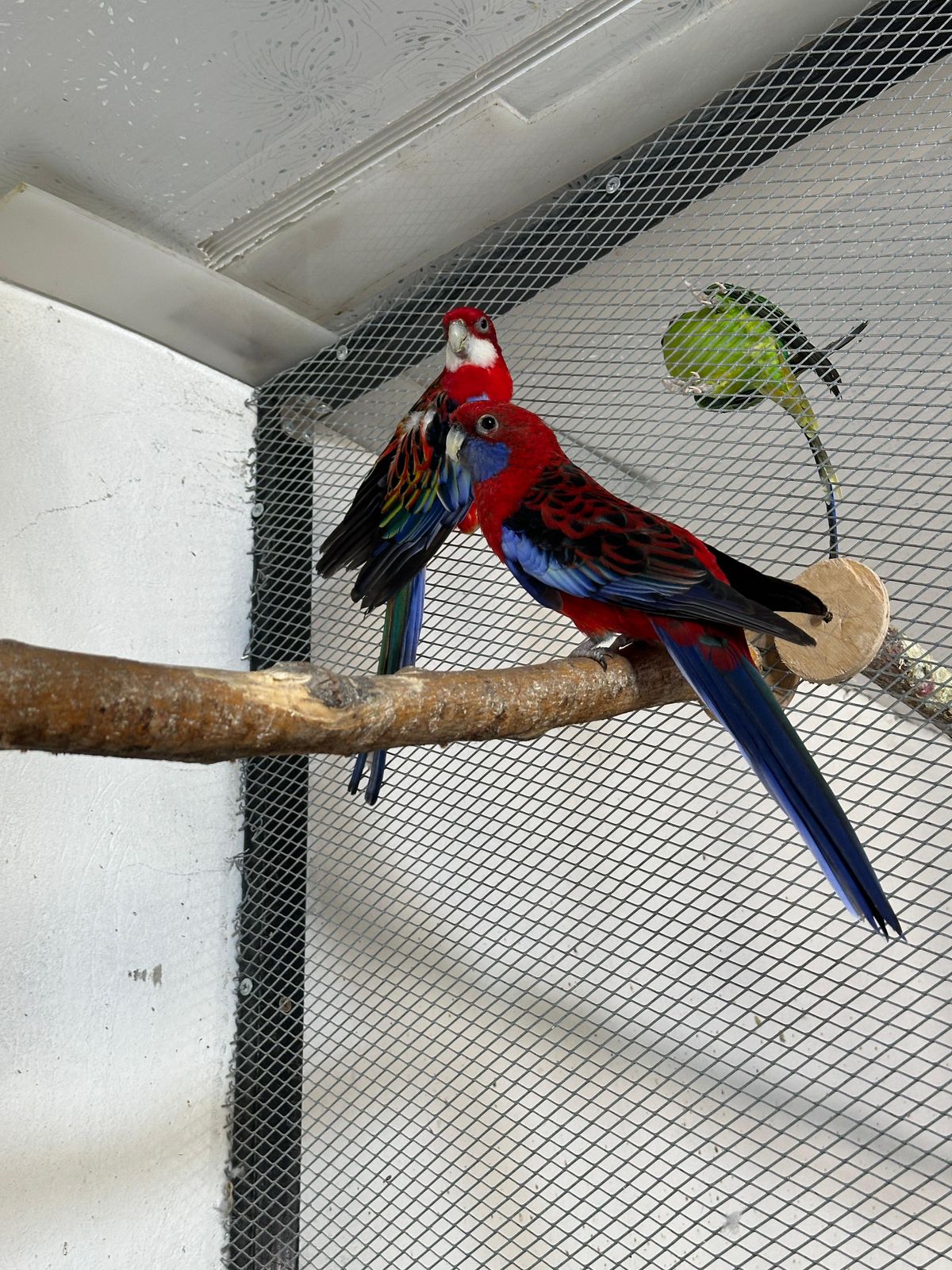 Тараз қаласының тұрғыны 200-ден аса тотықұс өсіріп, табыс тауып отыр 