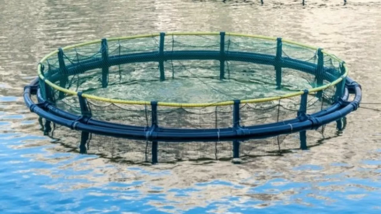 Аквакультура становится новой точкой роста сельского хозяйства в РК 