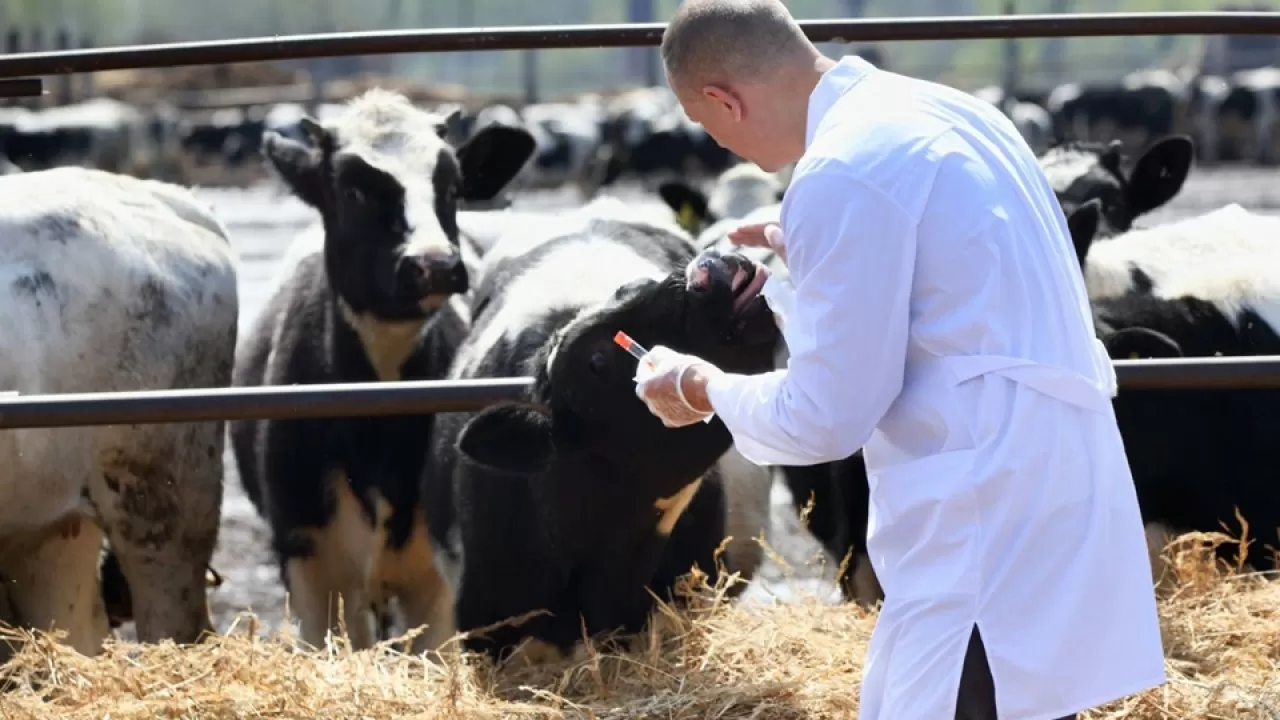 Цифровой контроль вместо штампов: что предлагает Казахстан партнерам по ЕАЭС 