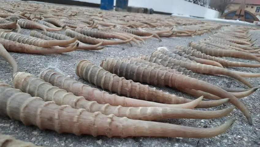 Елімізде киік мүйізін таңбалау құны бекітілді