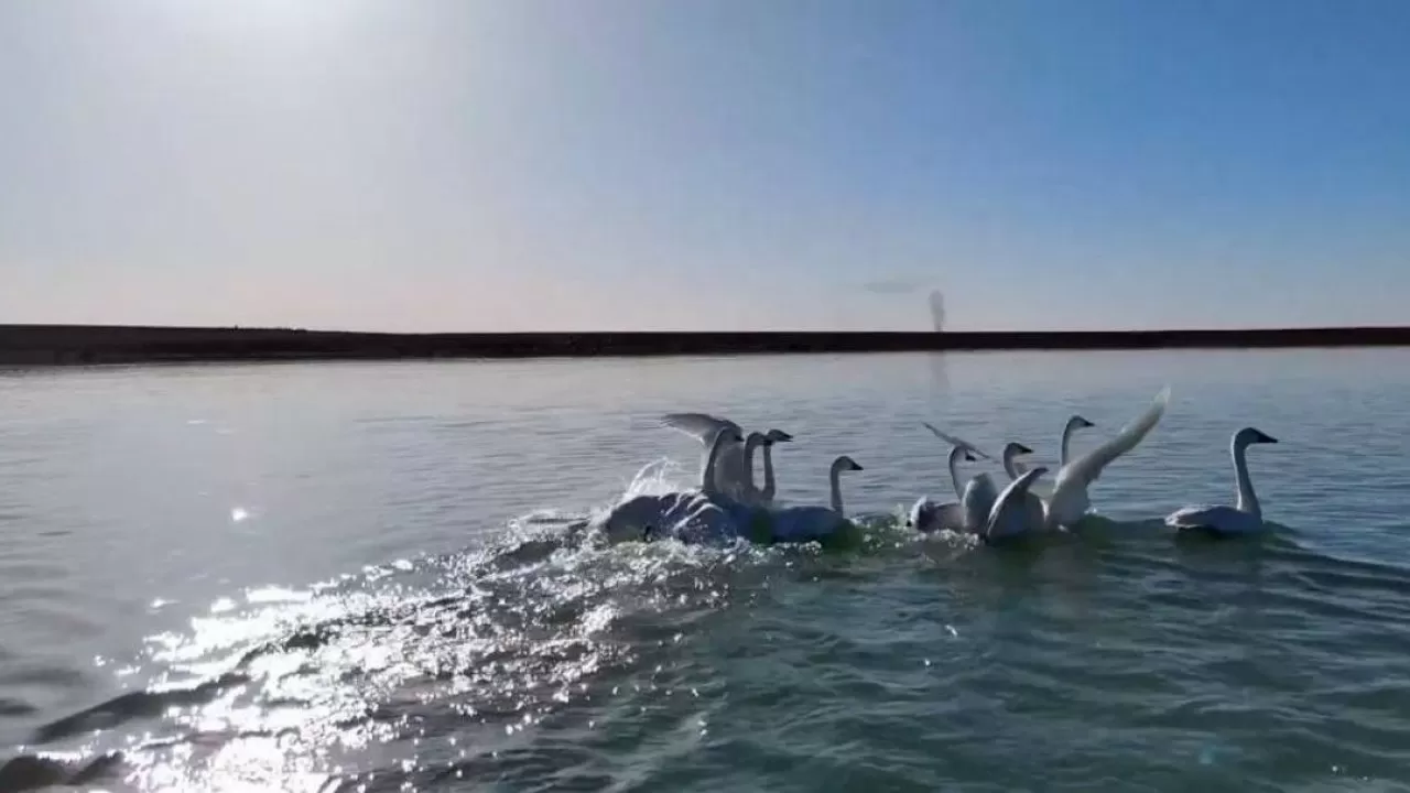 На водохранилище заметили стаю лебедей