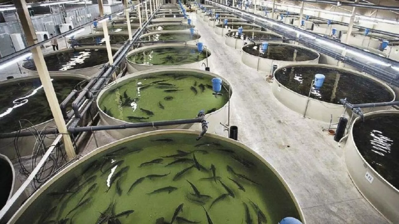 В Казахстане готовят прорыв в рыбной отрасли